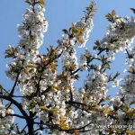 Conseils pour planter un cerisier dans un jardin : planter en deux pour récolter des cerises