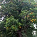 Planter un arbre dans son jardin : un chêne