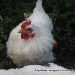 L'enclos dans un poulailler et l’intégration des poussins ou de jeunes poulets et poulettes dans un nouveau poulailler l'abricocotte