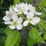 Reconnaitre les fleurs des fruitiers : pommier
