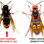 La poule comme prédateur du frelon asiatique