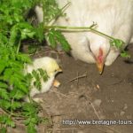 Le temps de couvaison des poules n'est pas toujours de 21 jours