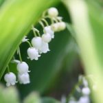 Le muguet … de mai … est de Nantes