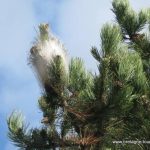 La Bretagne et ses processions de chenilles Thaumetopoea pityocampa