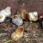 Quelle poule choisir pour son poulailler de jardin : poussins de couveuse ou poulettes élevées sous la mère