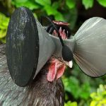 Les poules de batterie et leurs casques virtuels