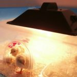 Un poulailler pour les poussins de couveuses... ou comment reconnaitre le sexe des poussins