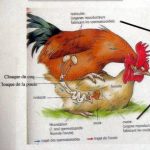 Faut-il un coq pour avoir des poussins ?